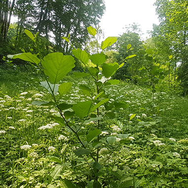 Interflex Earth Day Aktion: 250 Bäume